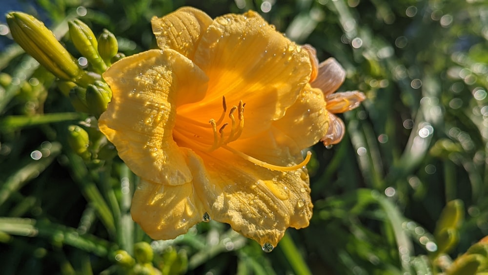 a yellow flower with drops of water on it