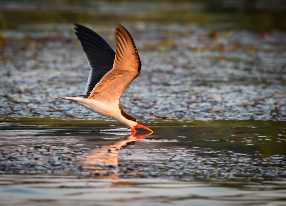 a bird flying over a body of water