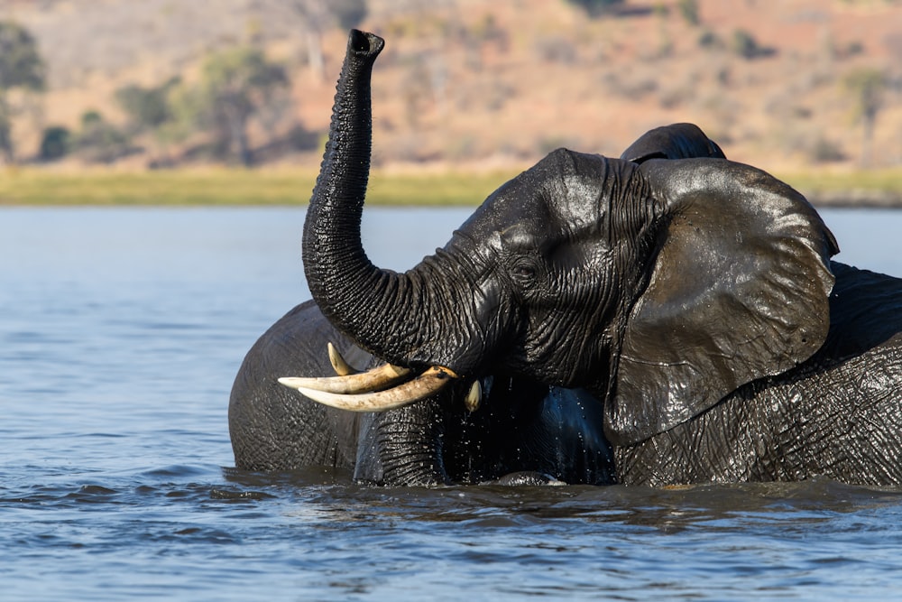 um elefante grande em pé em um corpo de água