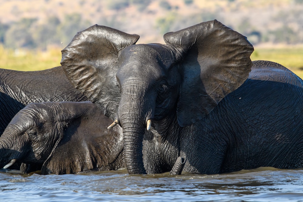 Un grupo de elefantes parados en un cuerpo de agua