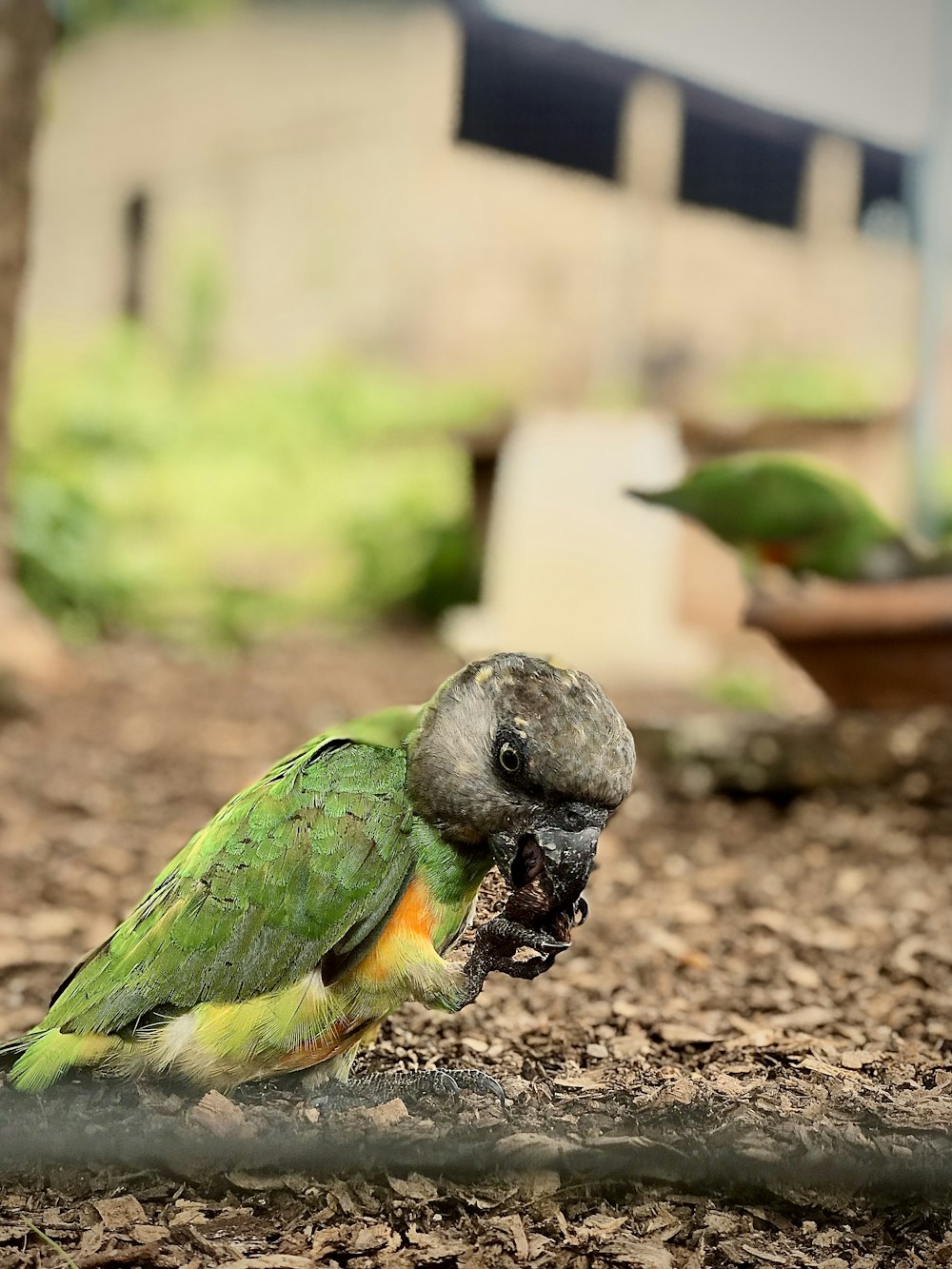 음식을 먹는 녹색과 노란색 앵무새