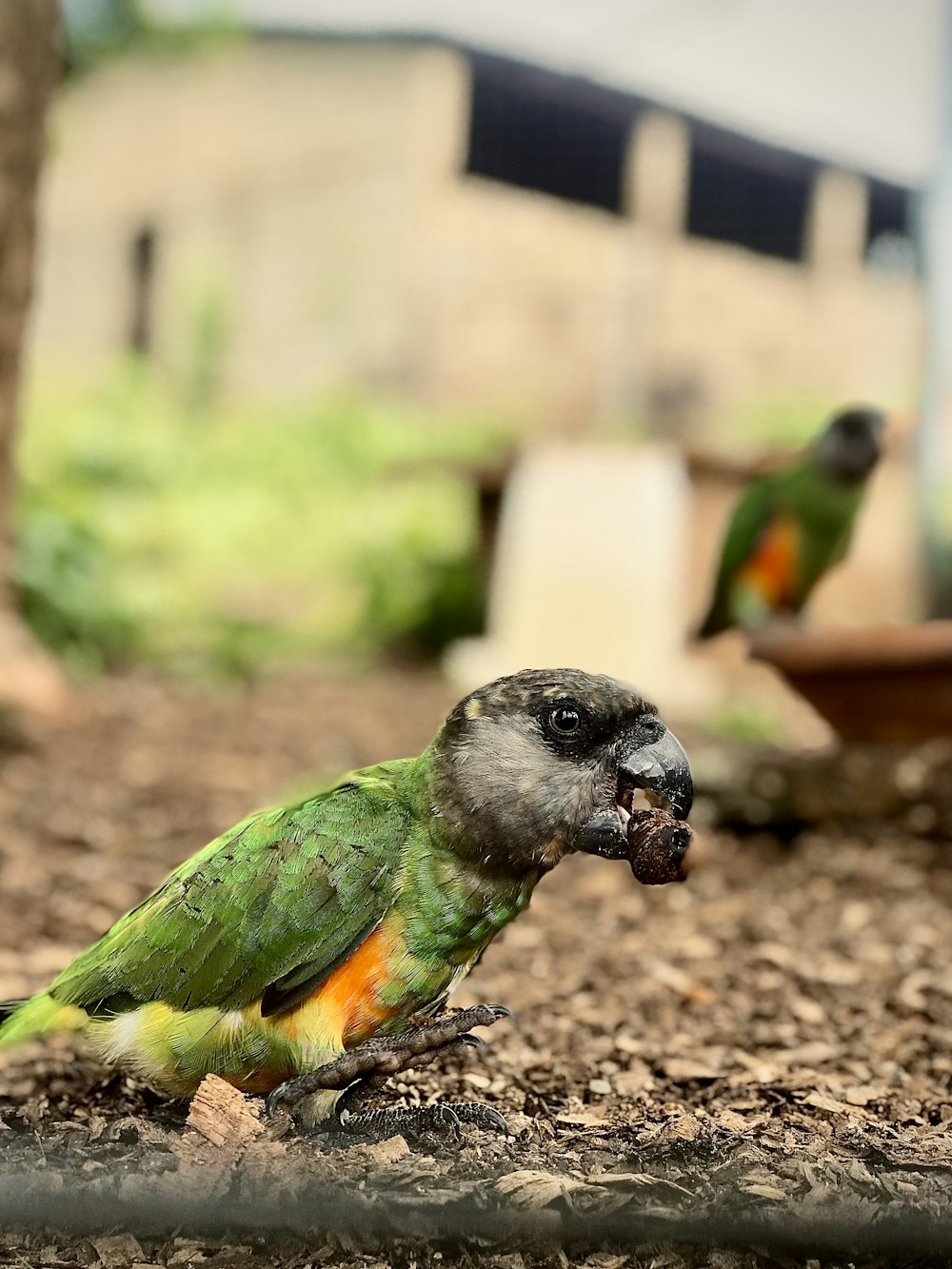 a green and orange bird standing on top of a dirt ground