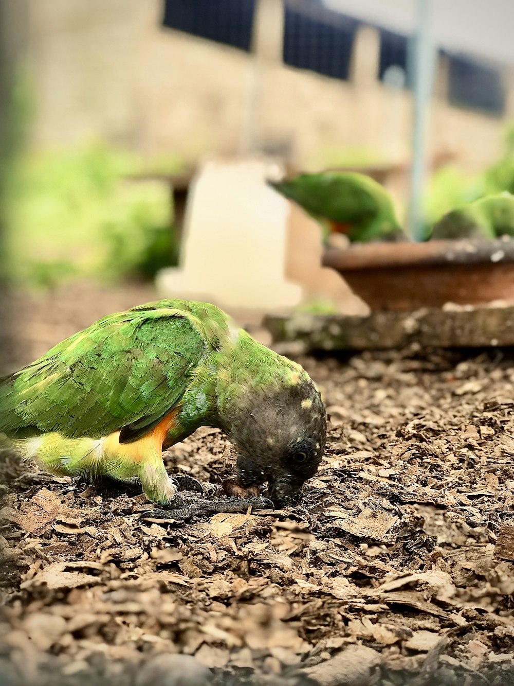 a green parrot eating something on the ground