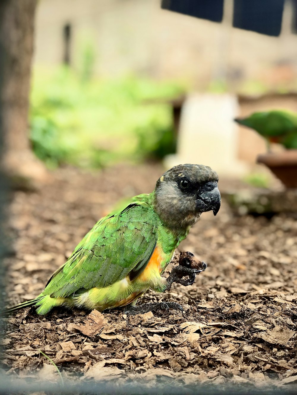 a green and yellow bird sitting on the ground