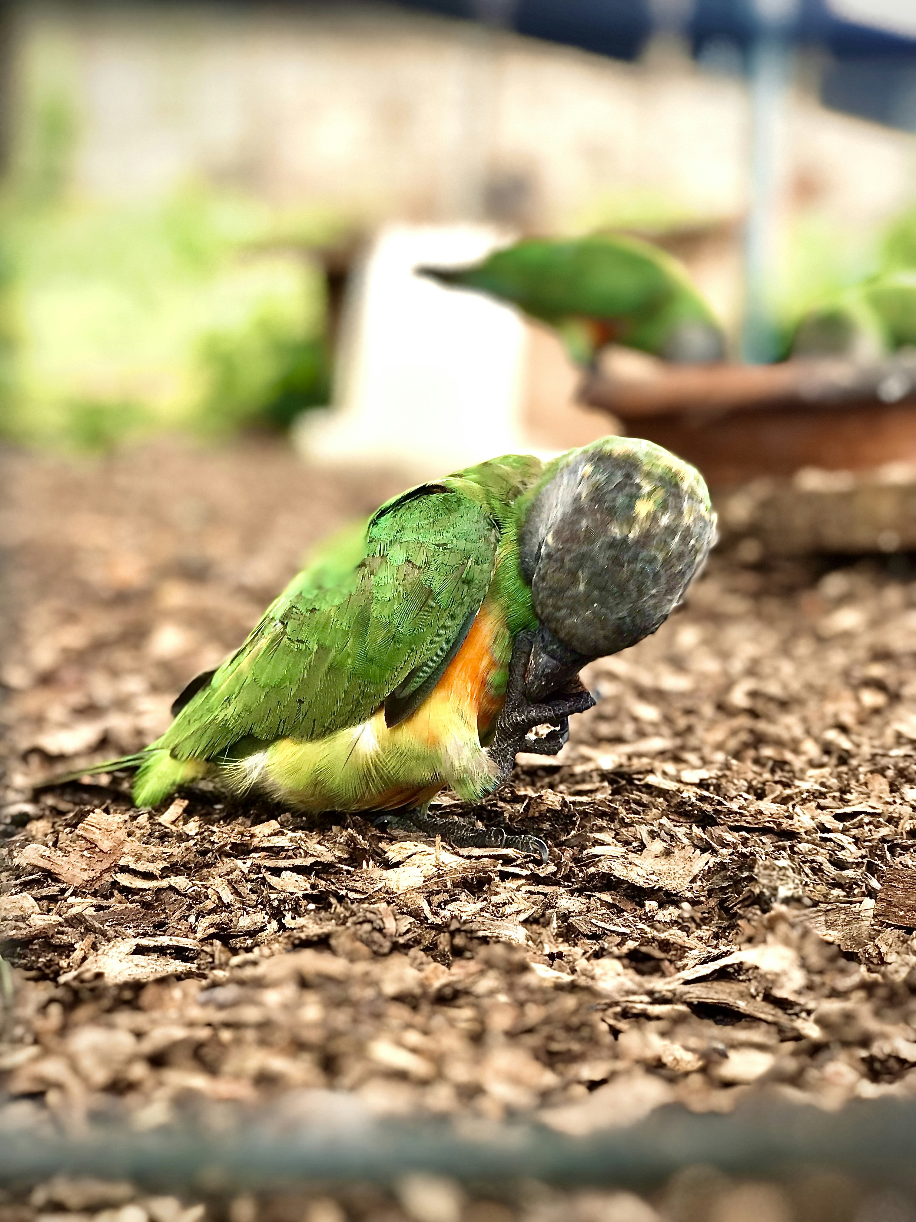 a green and orange bird standing on top of a pile of leaves