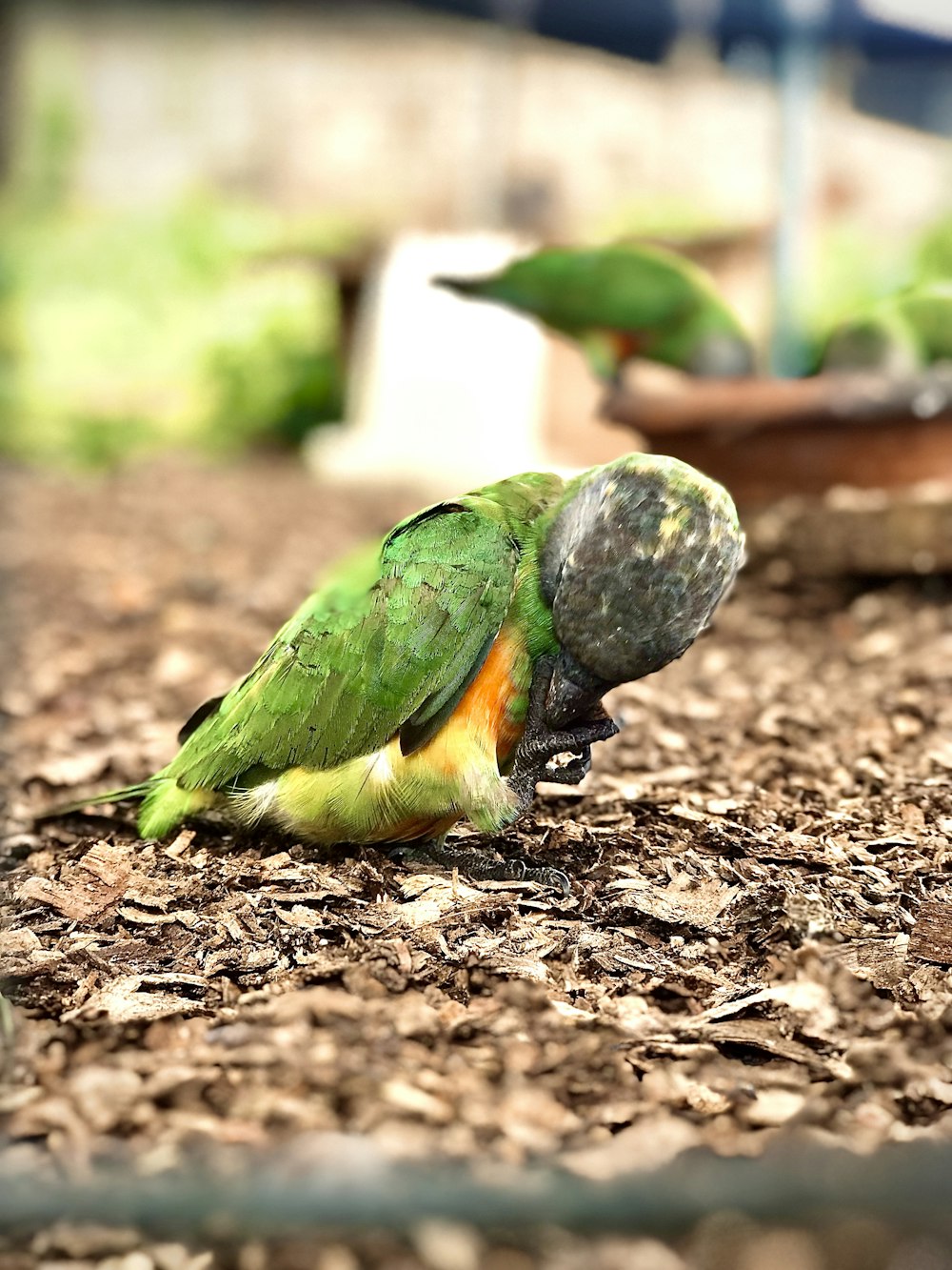 a green and orange bird standing on top of a pile of leaves