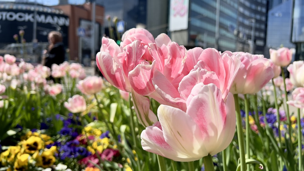 a field of pink and white flowers in front of a building