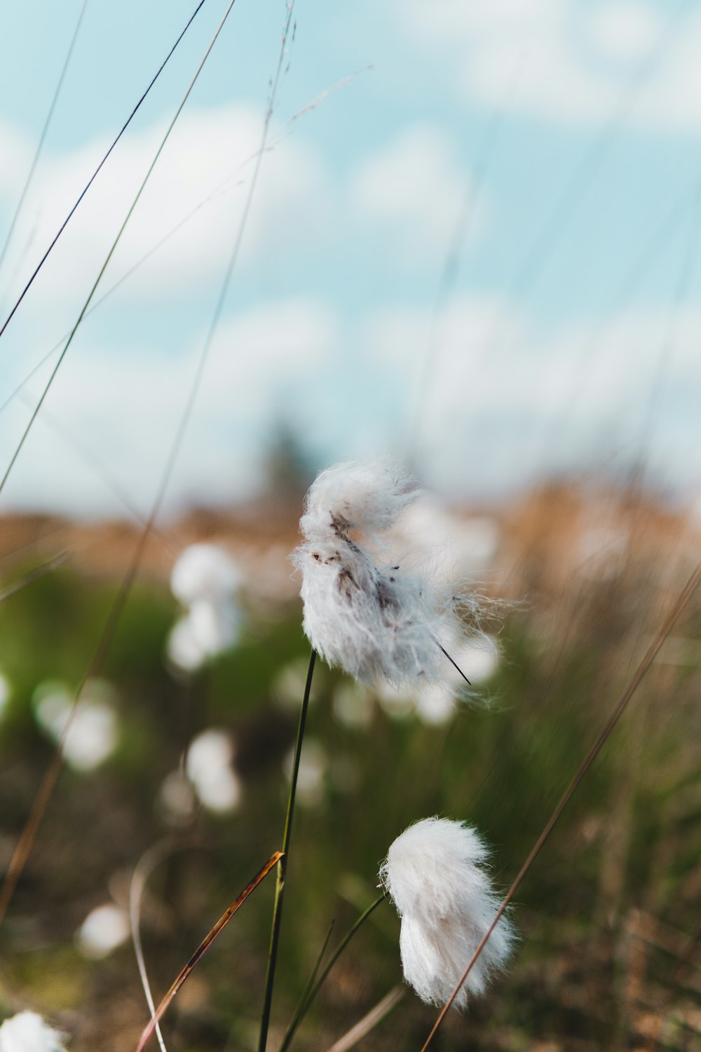 a close up of some white flowers in a field