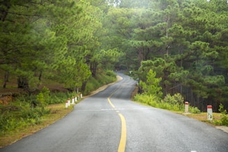 A paved road winds through a lush forest area with tall, dense pine trees on either side. The road is lined with small white and red bollards, and sunlight filters through the foliage, creating a serene and tranquil atmosphere.