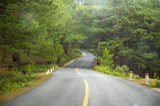A paved road winds through a lush forest area with tall, dense pine trees on either side. The road is lined with small white and red bollards, and sunlight filters through the foliage, creating a serene and tranquil atmosphere.