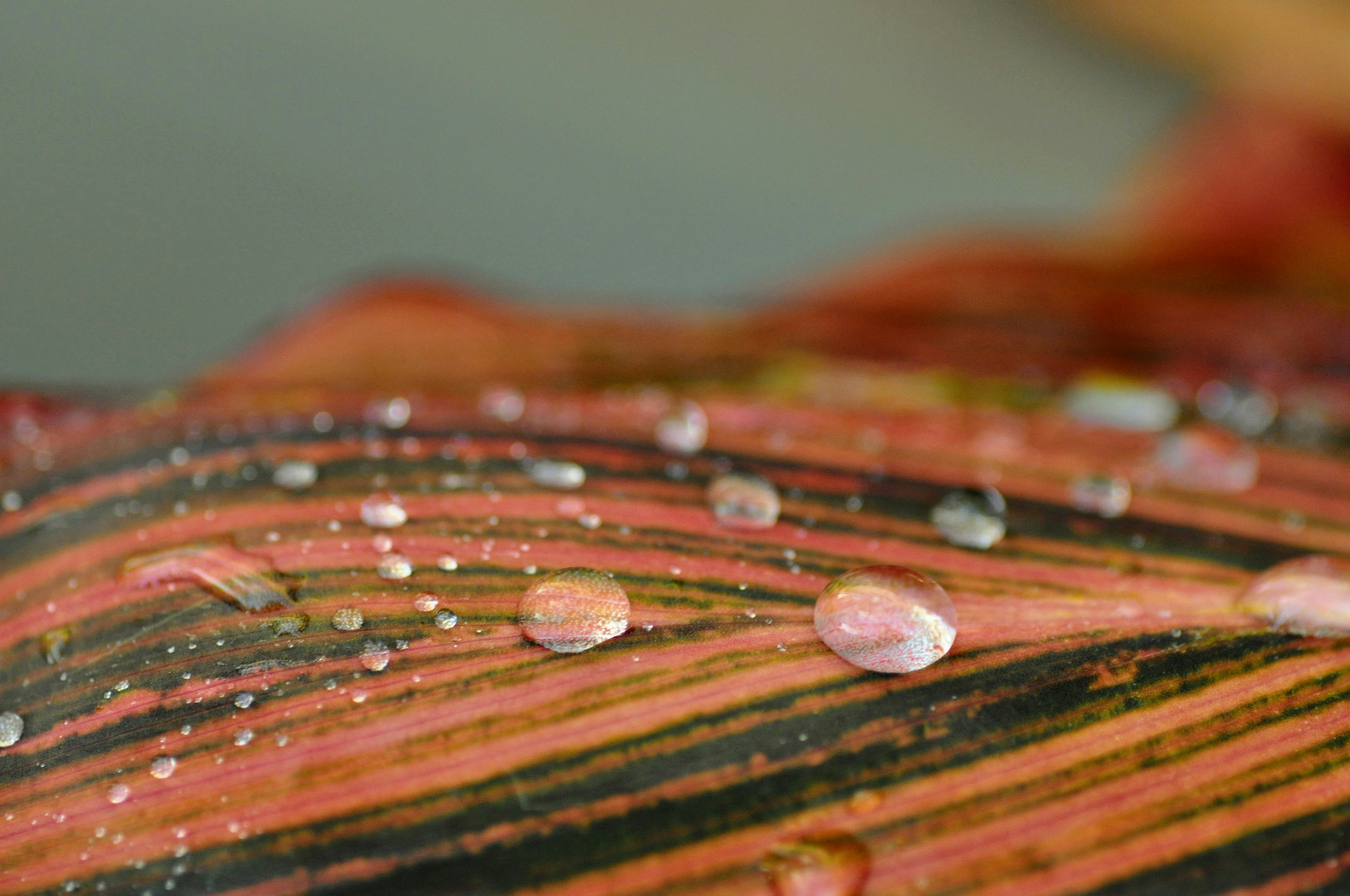 a close up of water droplets on a leaf
