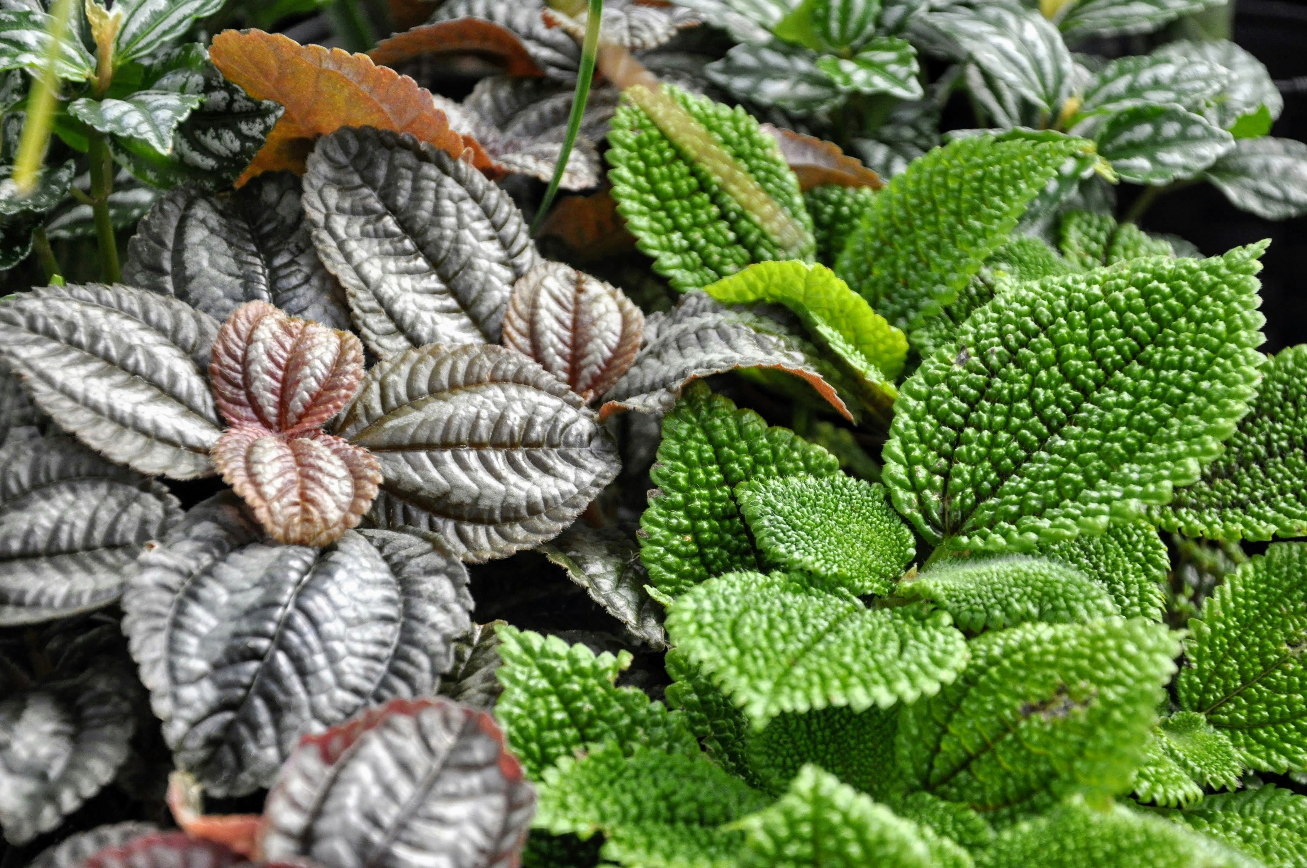 a close up of a bunch of plants with leaves