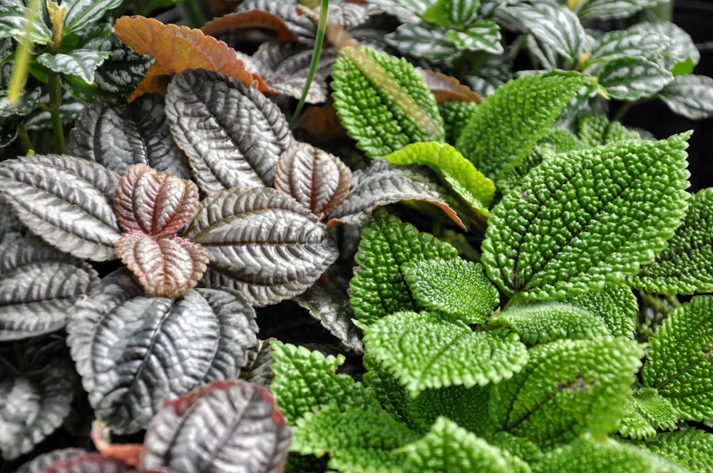 a close up of a bunch of plants with leaves