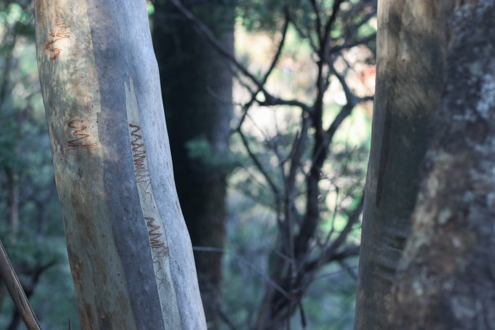 a close up of a tree trunk with writing on it