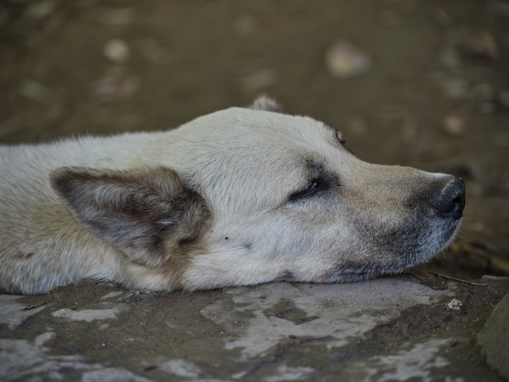 a close up of a dog laying on a rock