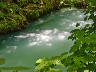 a river running through a lush green forest