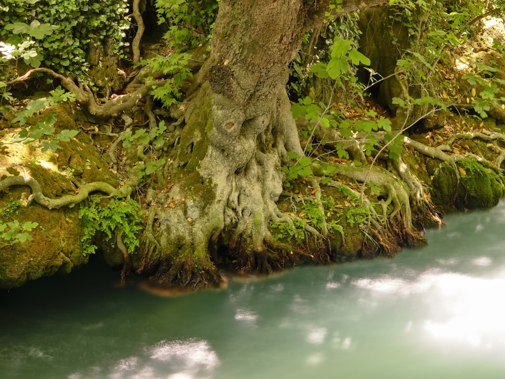 a river running through a lush green forest