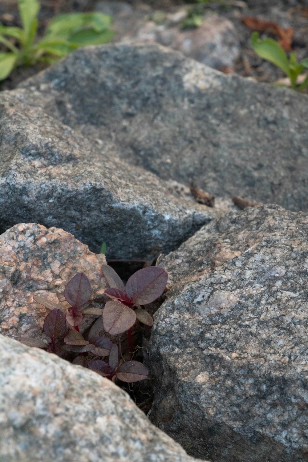 a small plant growing out of a crack in a rock