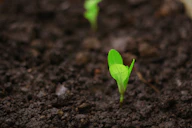 a close up of a small green plant in dirt