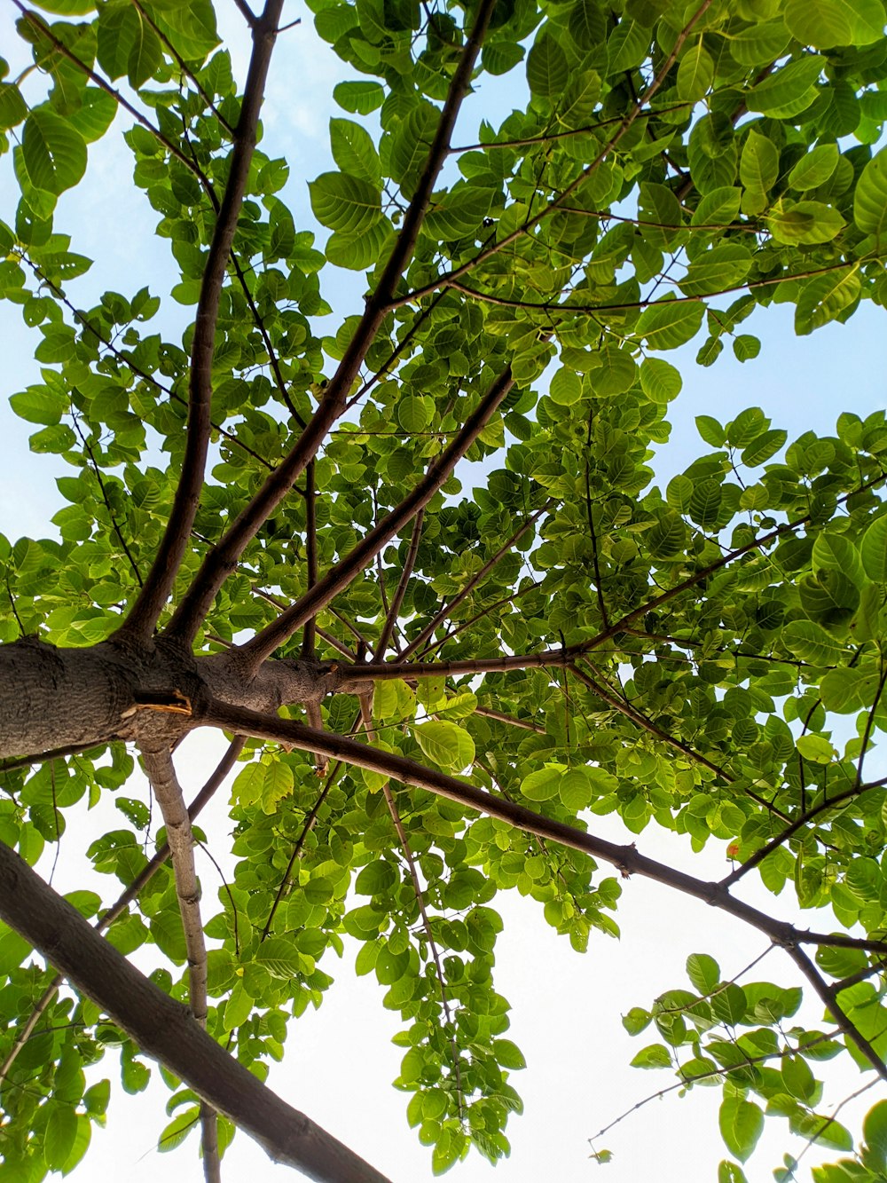 a tree branch with green leaves against a blue sky