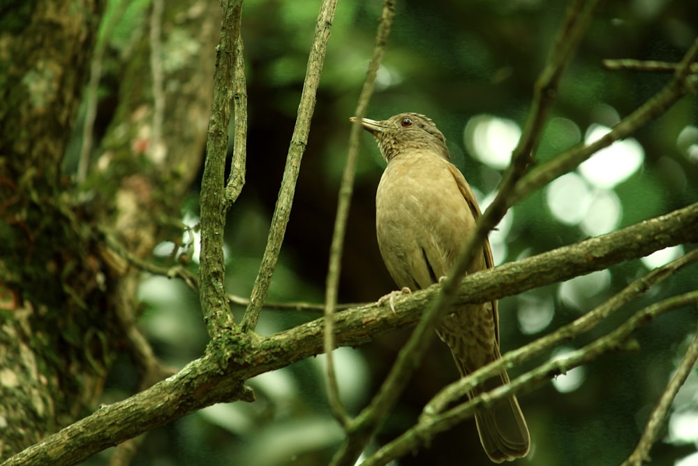 a small bird perched on a tree branch