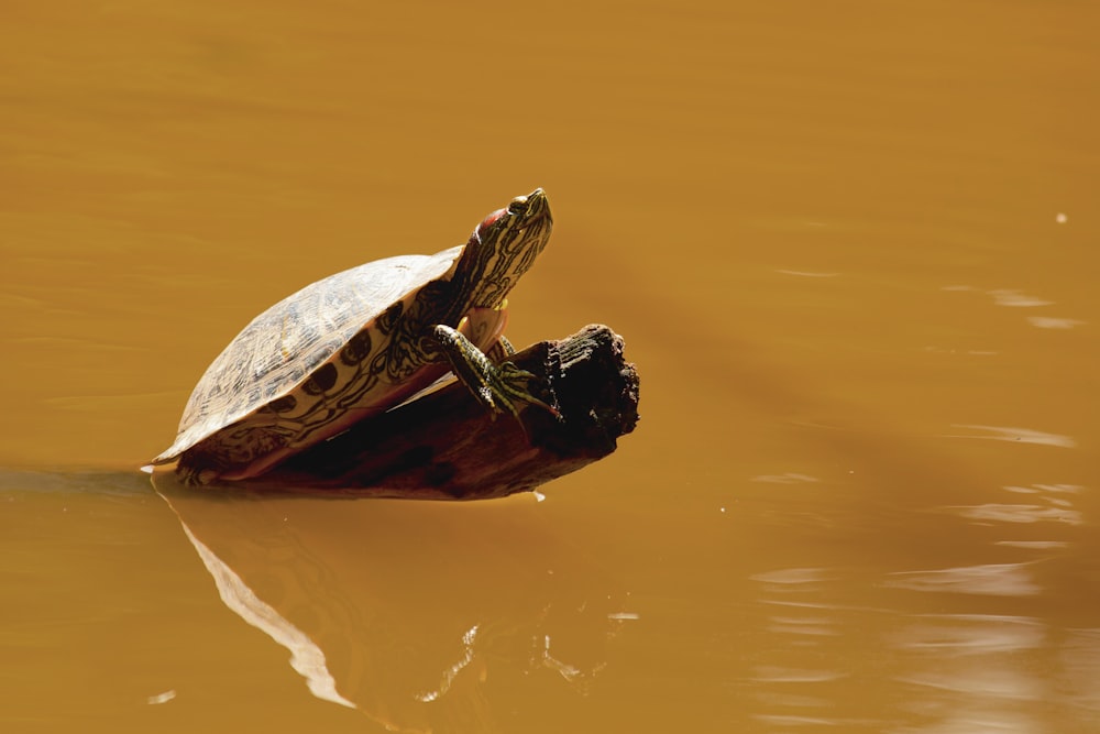 una tartaruga seduta sopra un tronco in uno specchio d'acqua