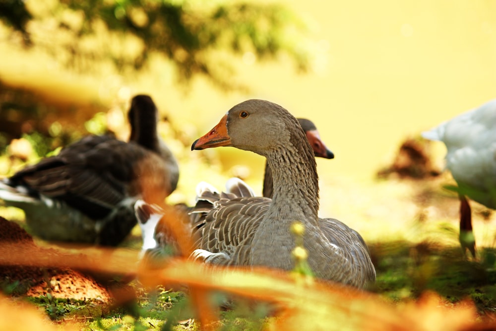a group of ducks standing on top of a grass covered field