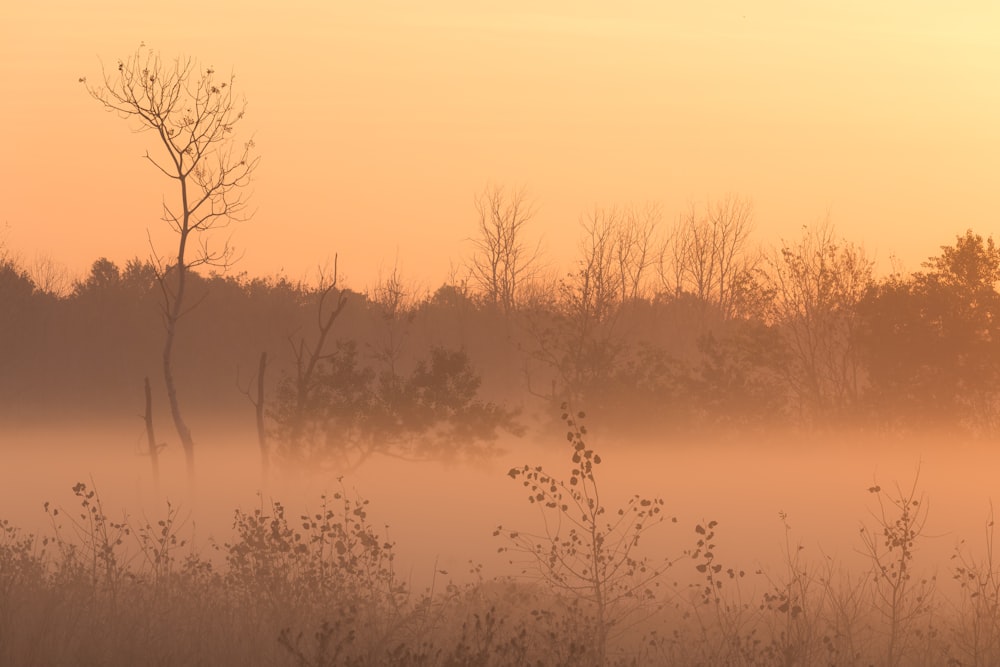 a foggy field with trees in the distance