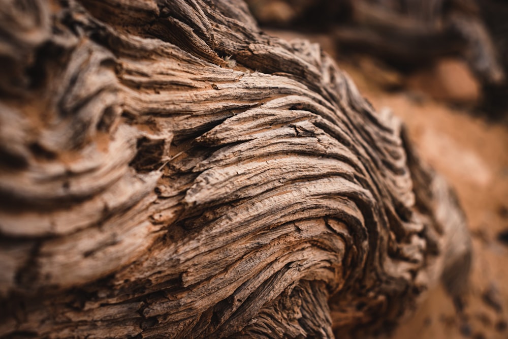 a close up of a tree trunk that is brown