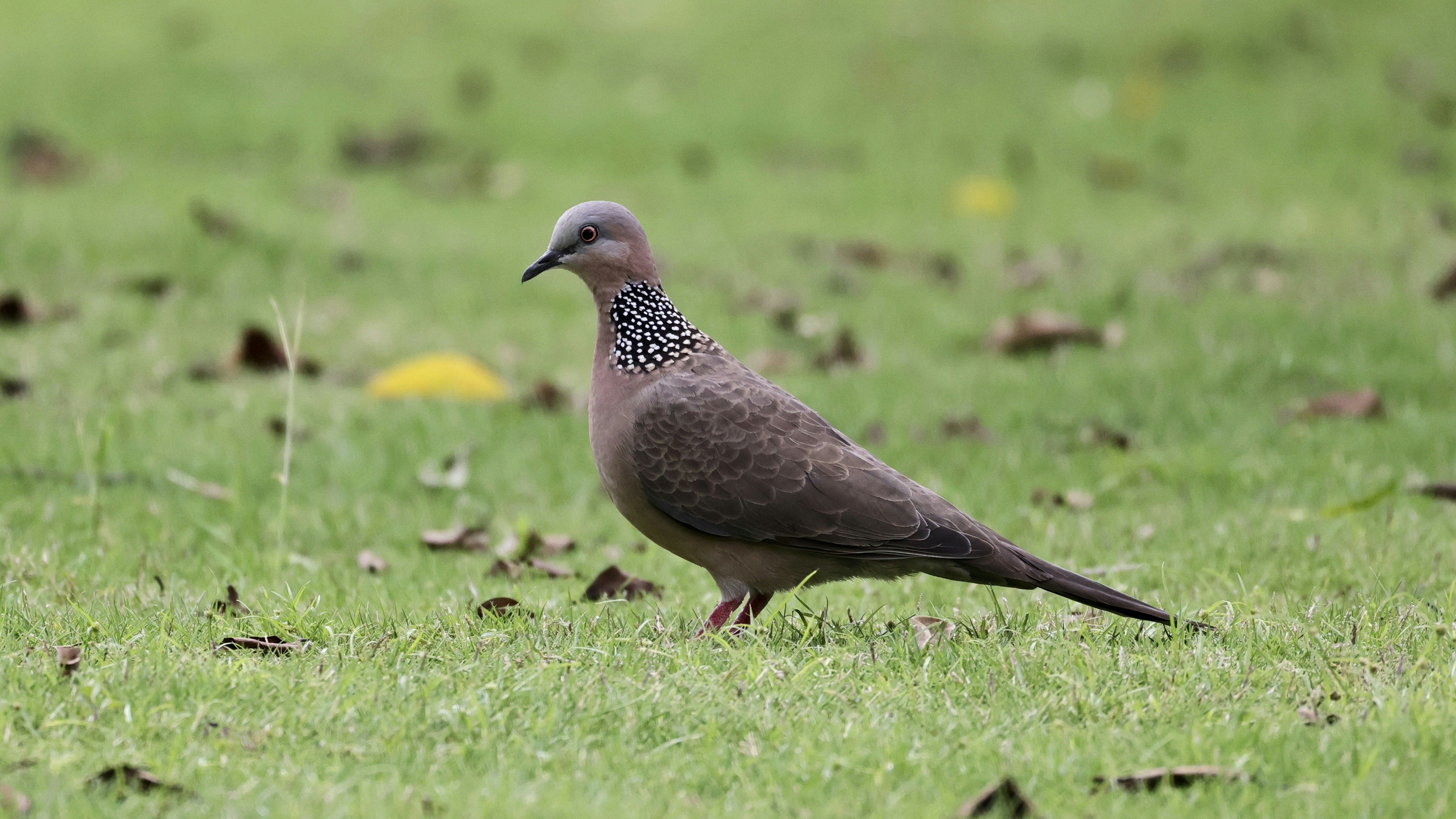 Photo by dickenslin76