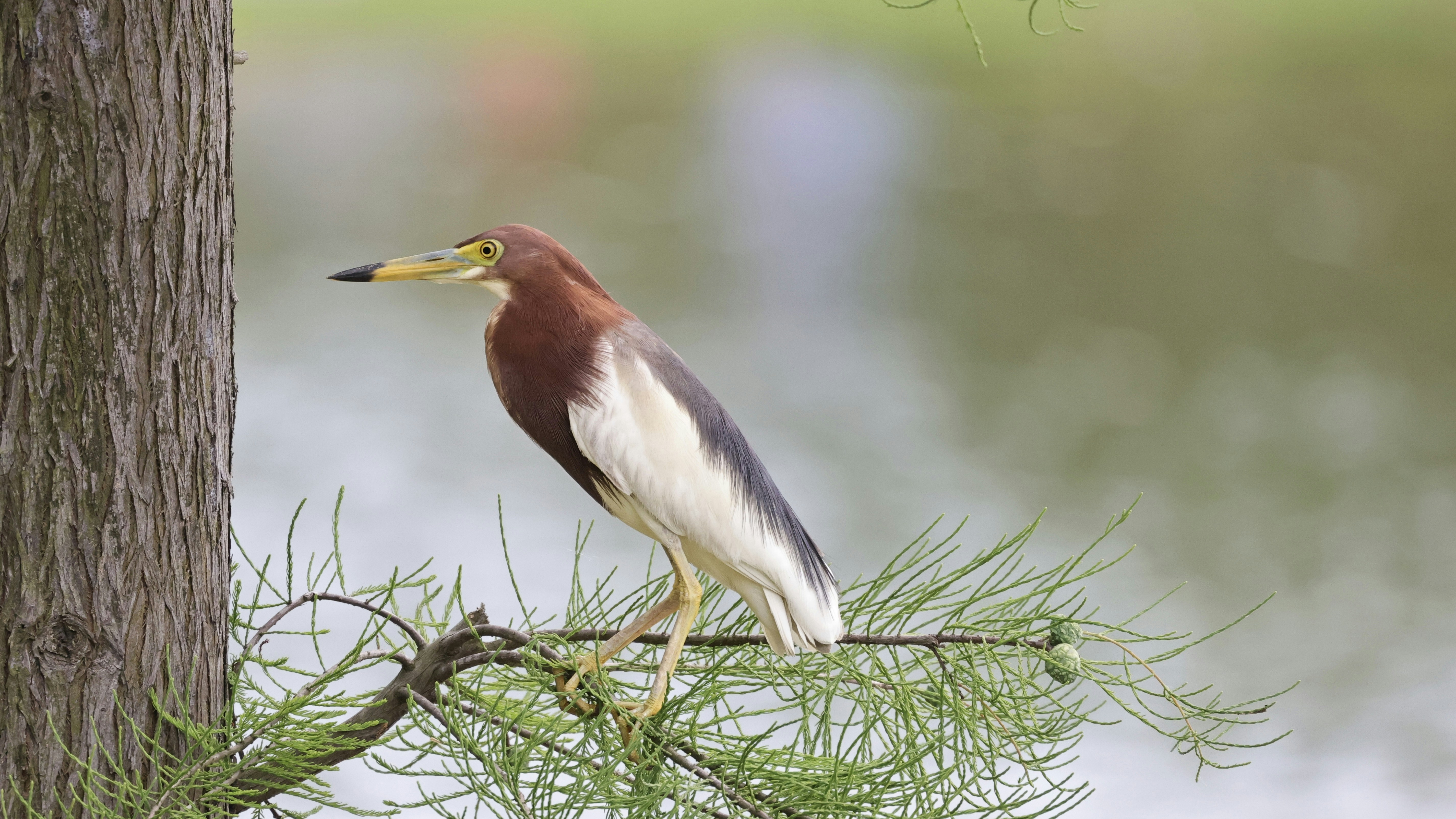 Photo by dickenslin76