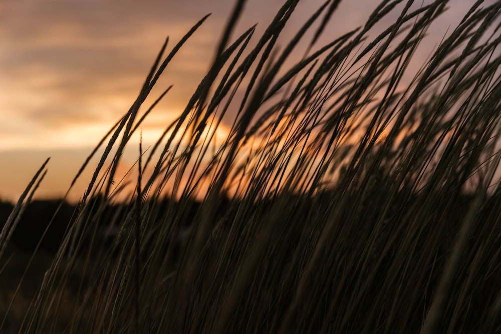 tall grass blowing in the wind with a sunset in the background