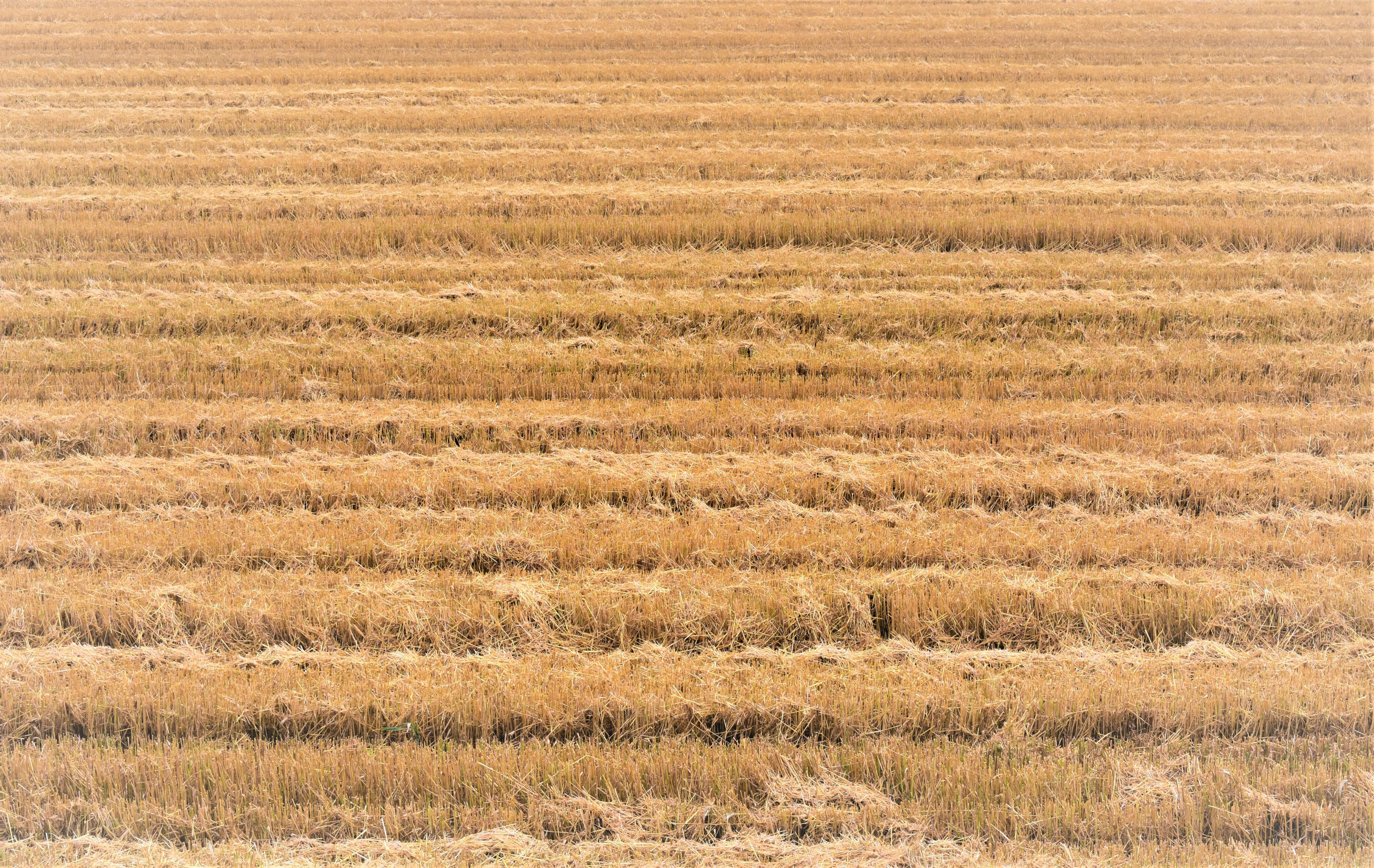 Photo by oxganggreen