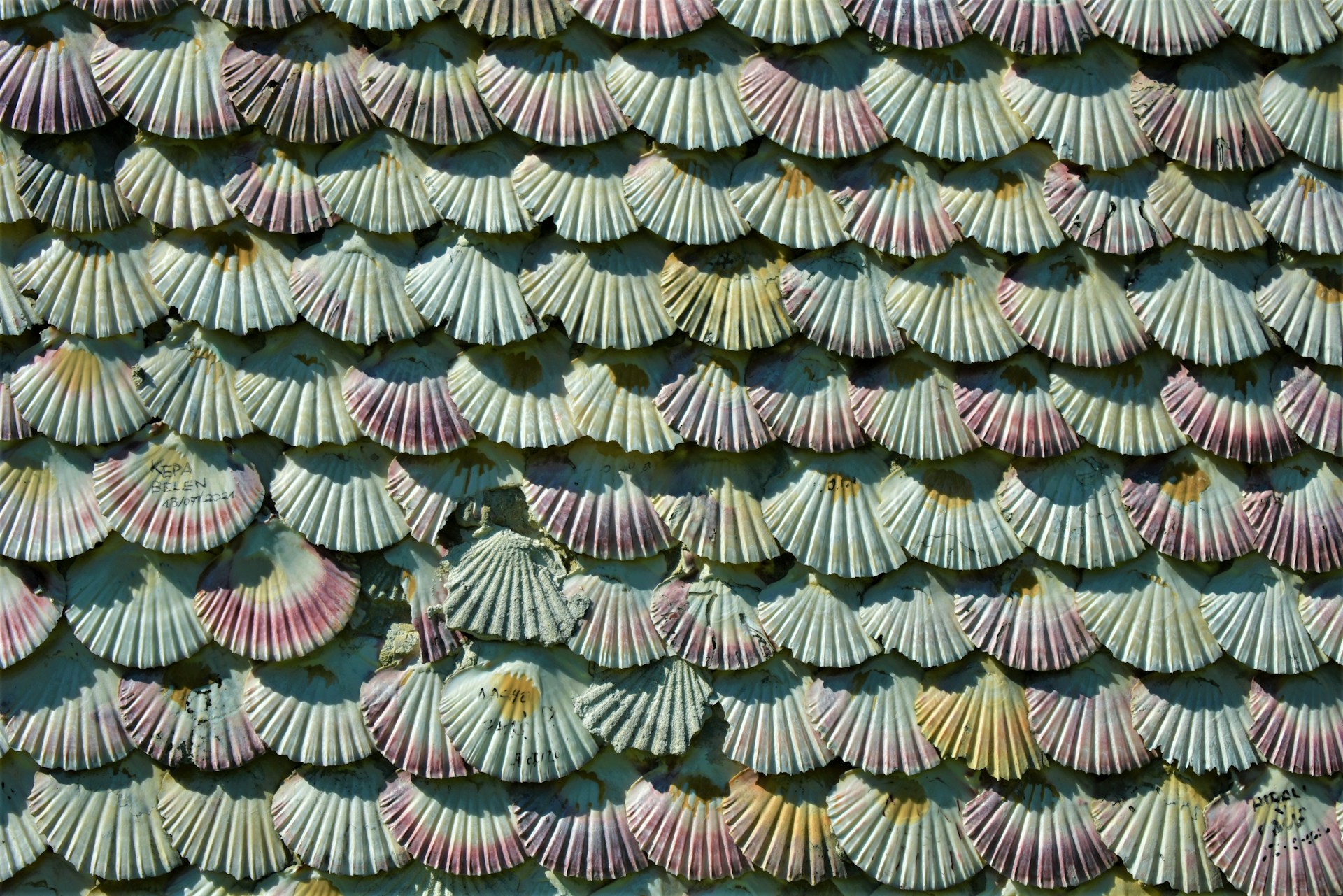 a close up of a wall made of shells