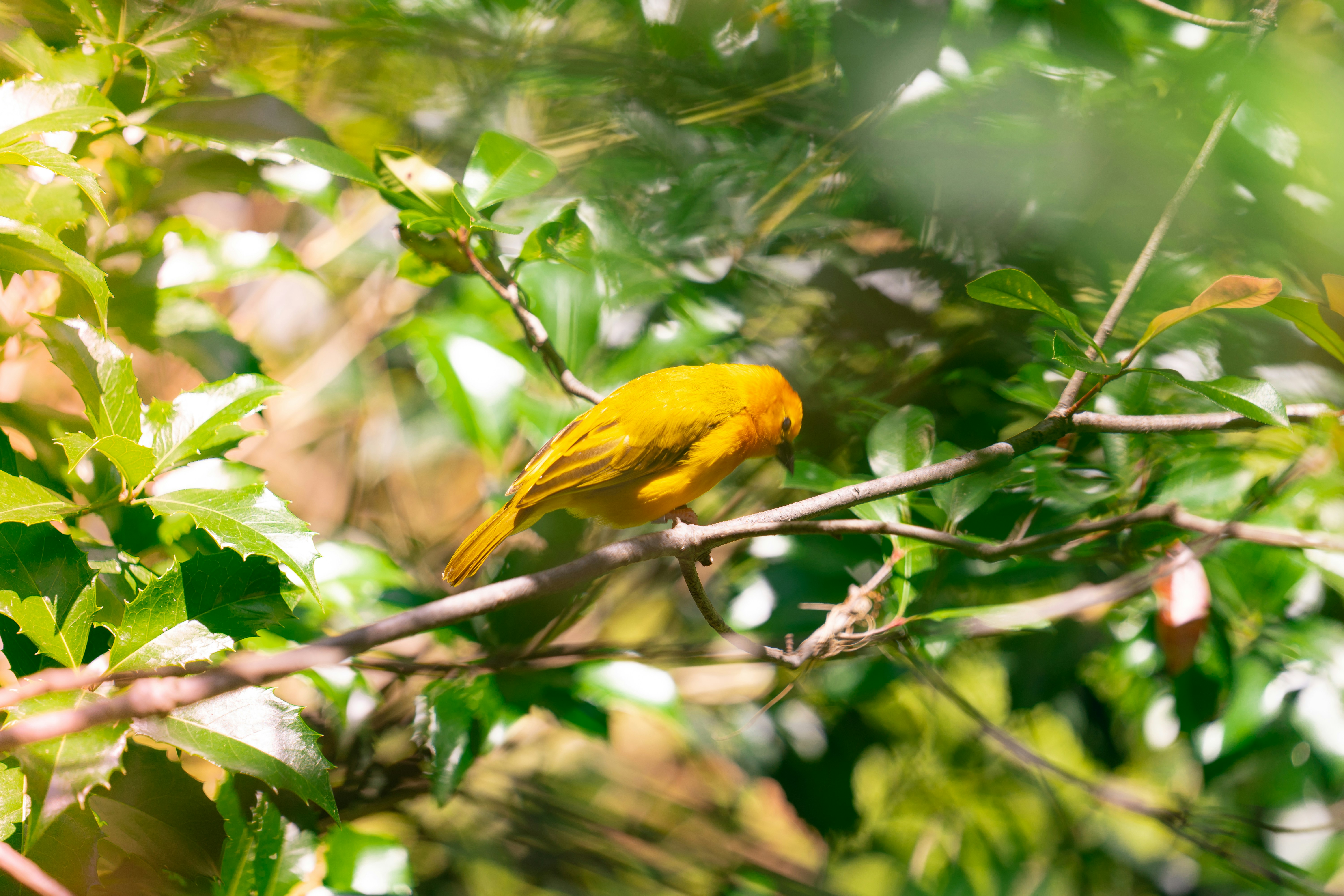 Photo by giginkrishnan