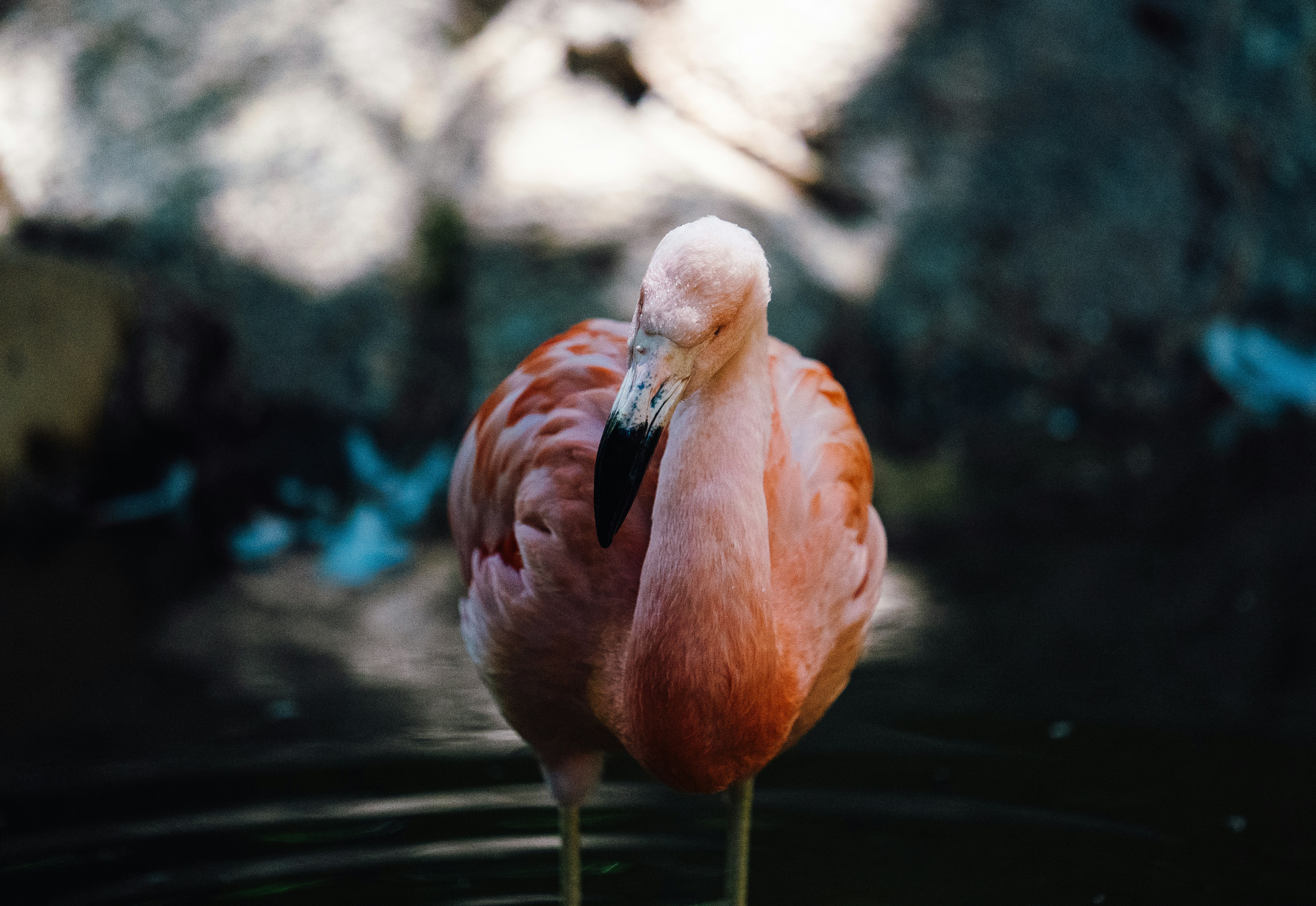 Photo by giginkrishnan