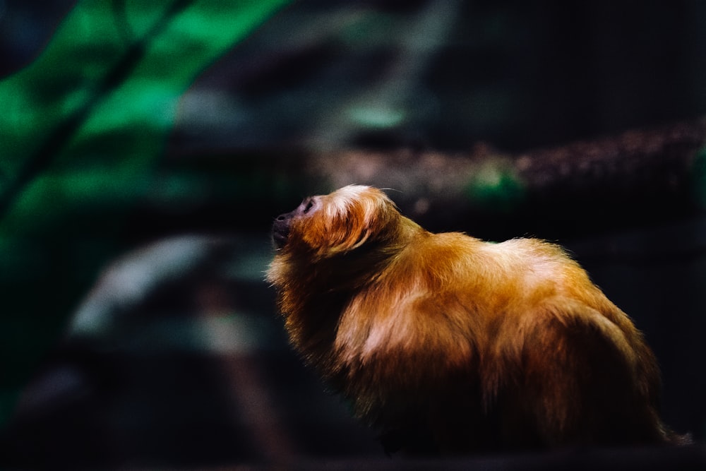 a monkey sitting on top of a tree branch