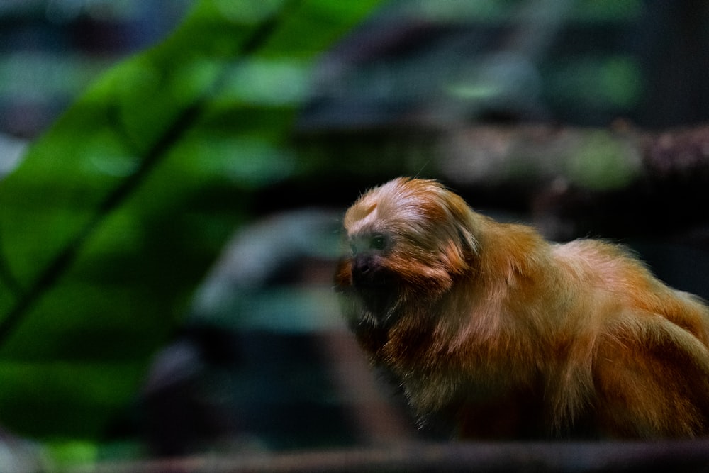 Una imagen borrosa de un mono en un zoológico