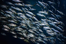 a large school of fish swimming in the ocean