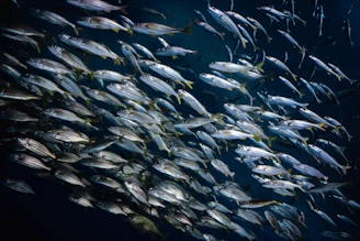a large school of fish swimming in the ocean