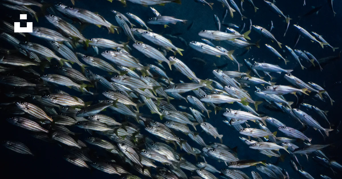 A large school of fish swimming in the ocean photo – Free Fish Image on ...