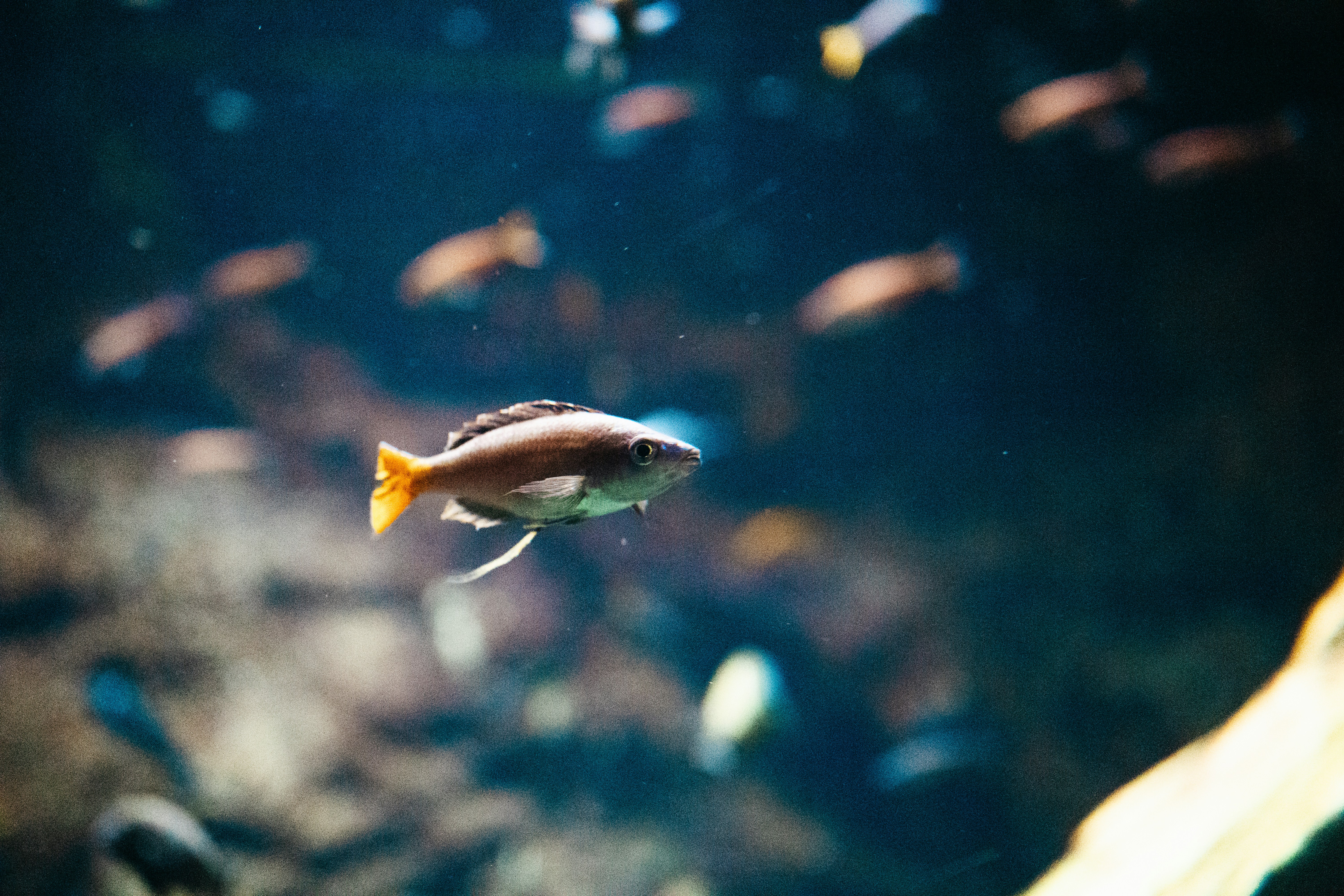 Photo by giginkrishnan