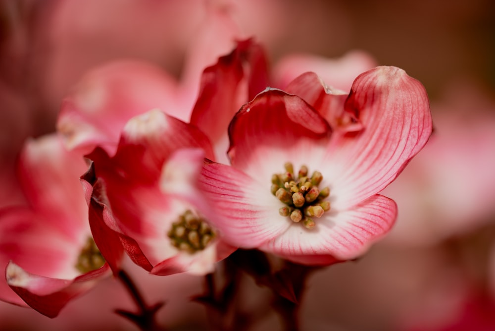 a close up of a pink flower on a stem