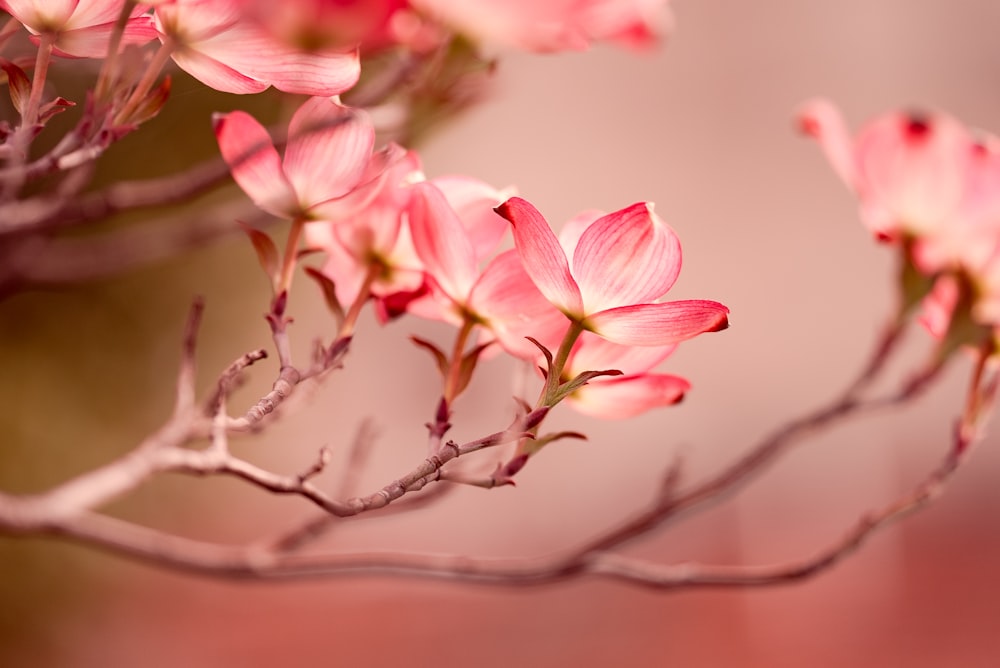 a close up of pink flowers on a branch