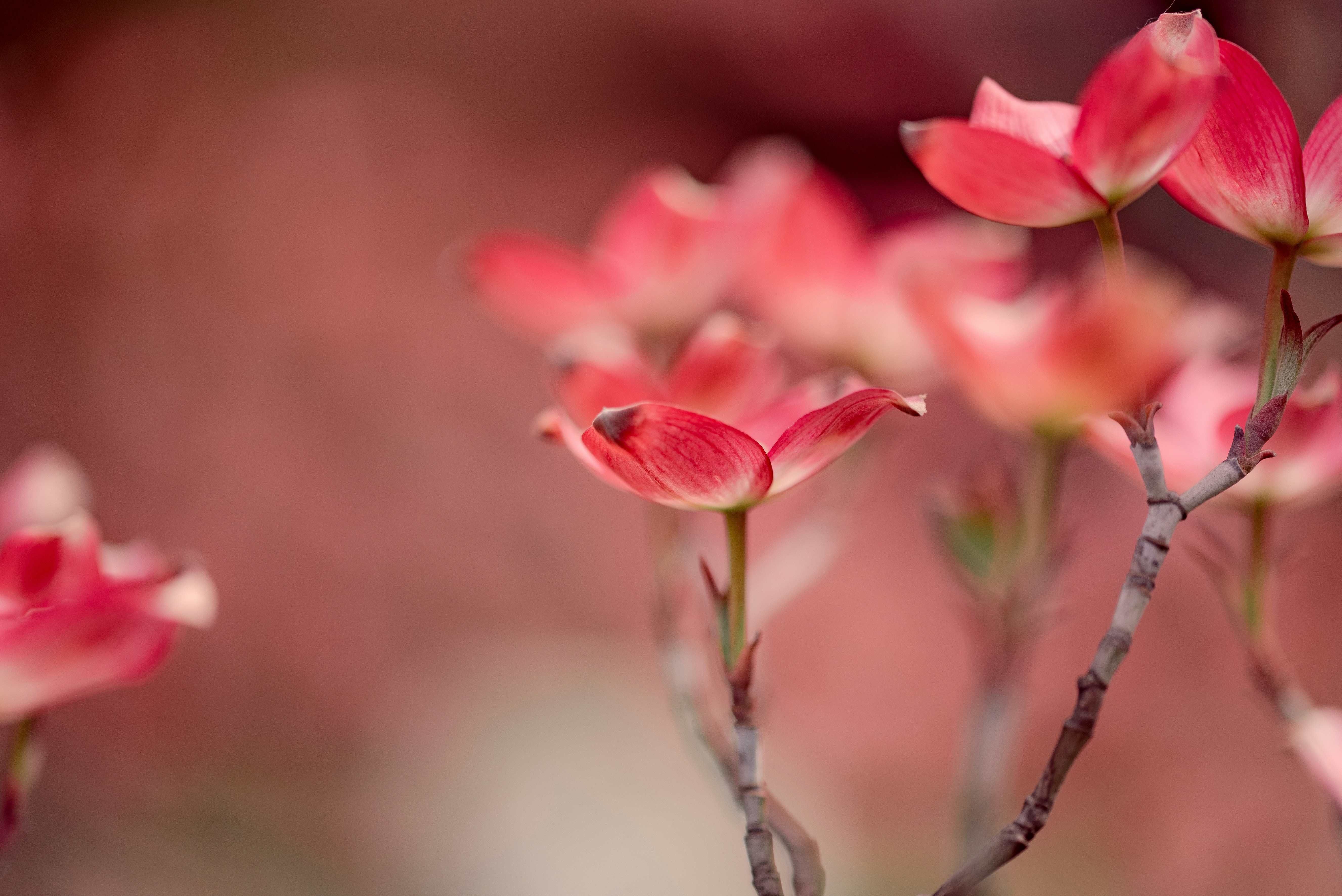 Photo by lauraadaiphoto