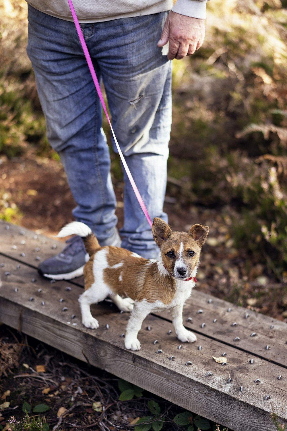 a small brown and white dog standing on a wooden platform