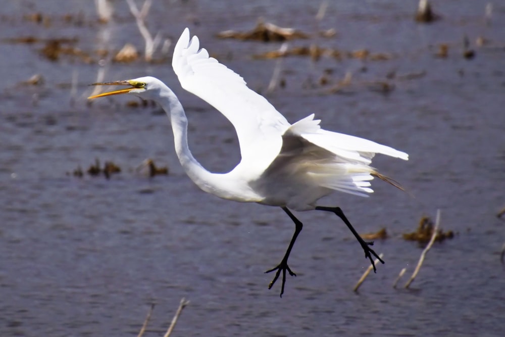 a large white bird flying over a body of water