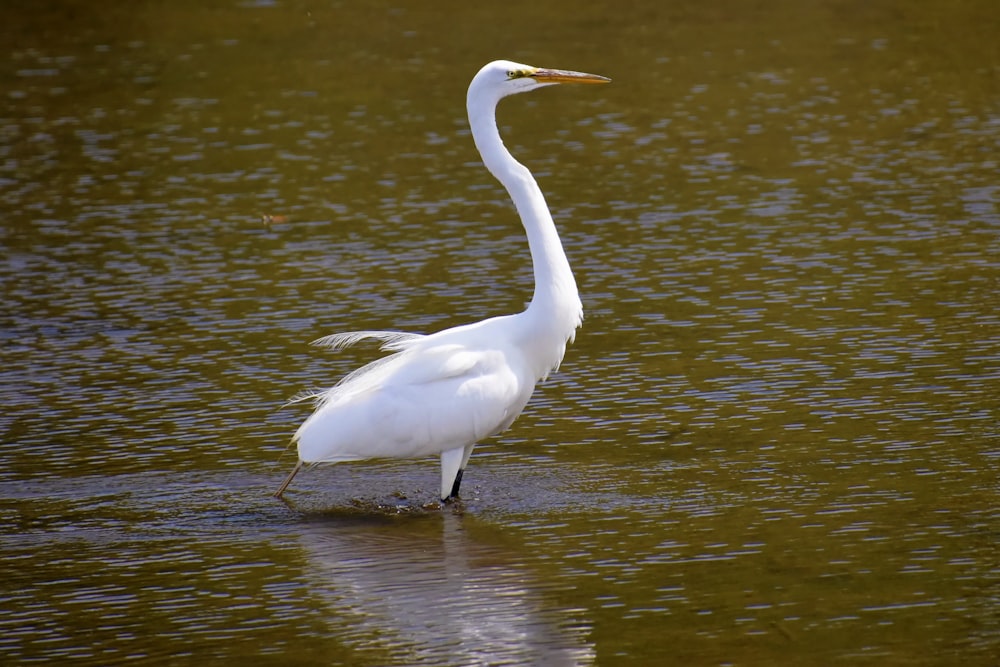 水域に立つ白い鳥