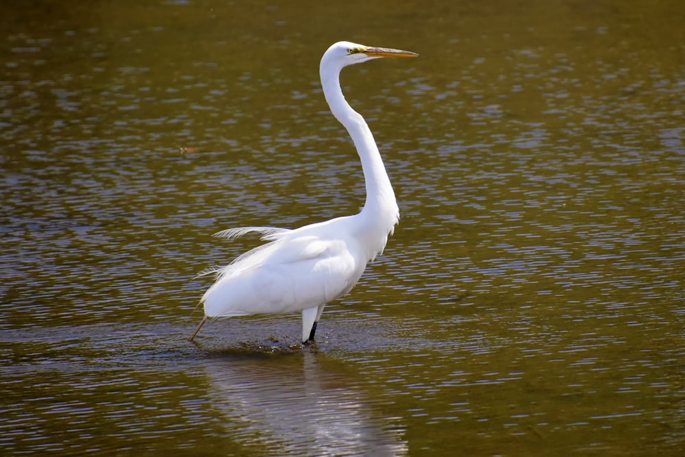 a white bird standing in a body of water