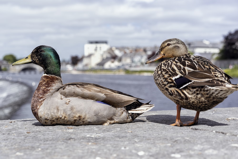 a couple of ducks sitting on top of a sidewalk